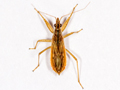 Nabis rugosus